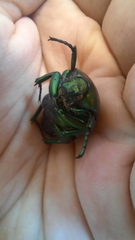 Protaetia speciosissima