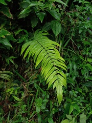 Sphaerostephanos penniger