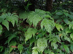 Tectaria melanocaulos