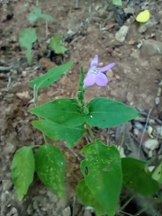 Acanthoideae