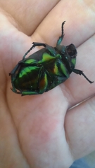 Protaetia speciosissima