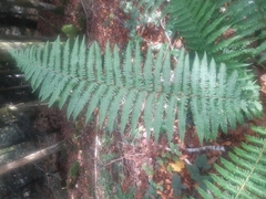 Dryopteris affinis borreri