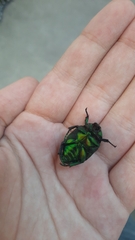 Protaetia speciosissima