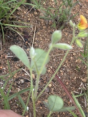 Argyrolobium rupestre