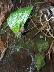 Psechrus