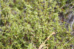 Carpacoce