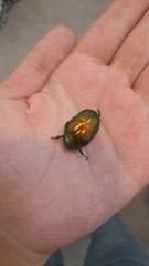 Protaetia speciosissima