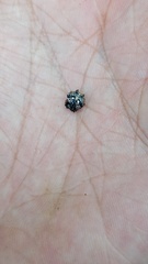 Thelacantha brevispina