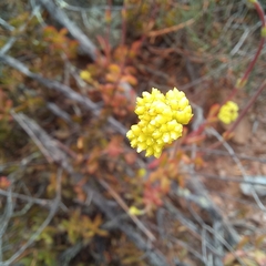 Crassula atropurpurea