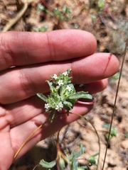 Ipomopsis polycladon