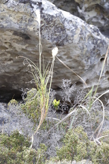 Pseudopentameris macrantha