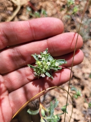 Ipomopsis polycladon