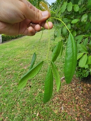 Picrodendron baccatum