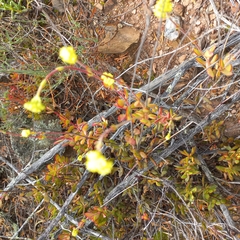 Crassula atropurpurea