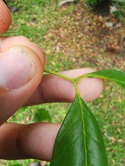 Picrodendron baccatum