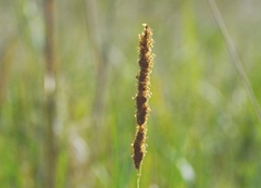 Poaceae