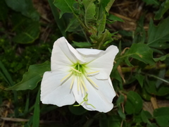 Oenothera centaurifolia