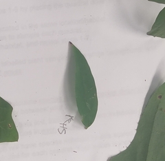 Dolichandra unguis-cati