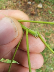 Picrodendron baccatum