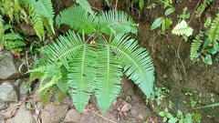 Dicranopteris curranii