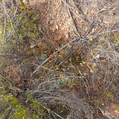 Crassula atropurpurea