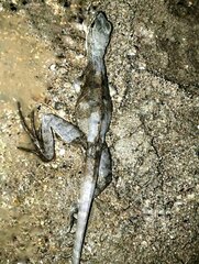 Basiliscus basiliscus