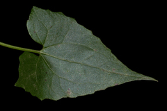 Mikania chenopodifolia image