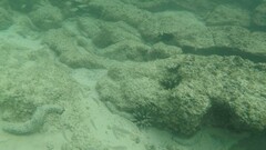 Eucidaris galapagensis