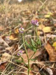 Polygala sanguinea