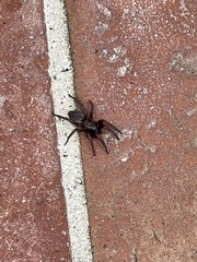 Gnaphosidae
