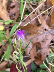 Polygala sanguinea