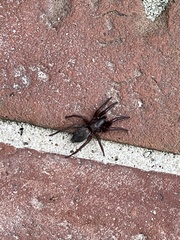 Gnaphosidae