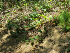 Smilax anceps
