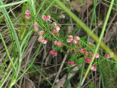 Erica formosa