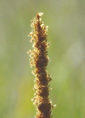 Poaceae