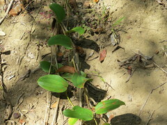 Smilax anceps