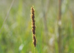 Poaceae