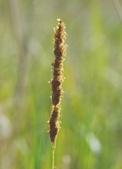 Poaceae