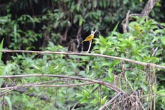 Eucometis penicillata