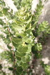 Morella cordifolia