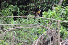 Eucometis penicillata