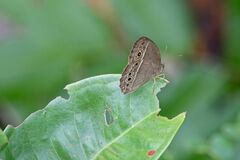 Mycalesis perseoides