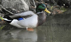 Anas platyrhynchos platyrhynchos