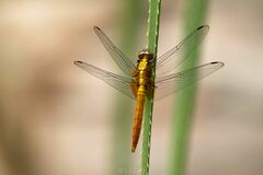 Orthetrum testaceum