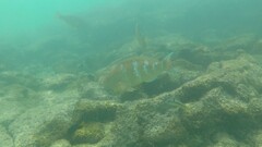Halichoeres nicholsi