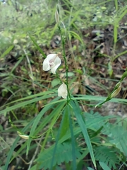 Carlowrightia pectinata