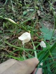 Carlowrightia pectinata