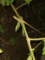 Anolis gaigei