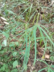 Carlowrightia pectinata