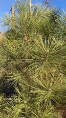 Pinus